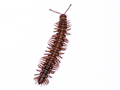 Polydesmus coriaceus